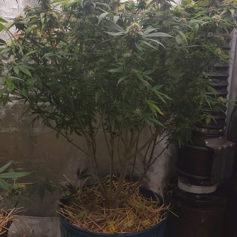 Gorilla fucks  growlog timeline photo