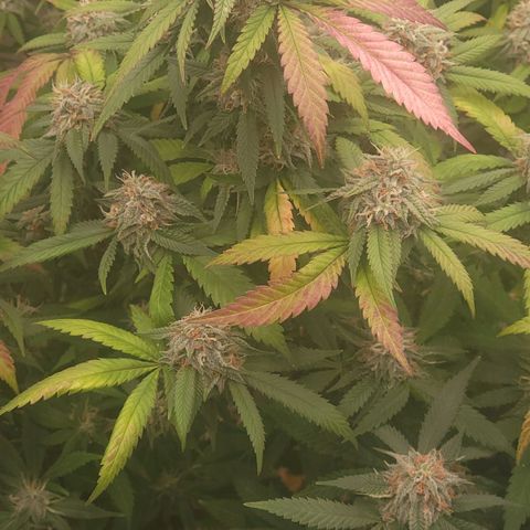 Gorilla fucks  growlog timeline photo