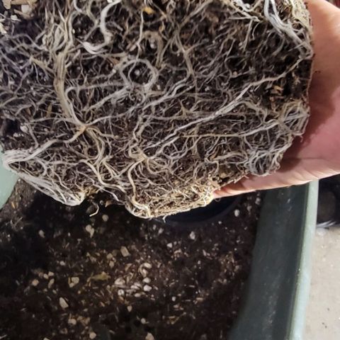 Fx3. Fsts x solfire cup growlog timeline photo