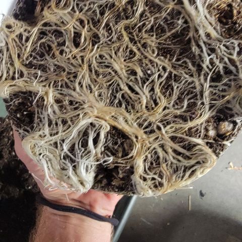 Fx3. Fsts x solfire cup growlog timeline photo