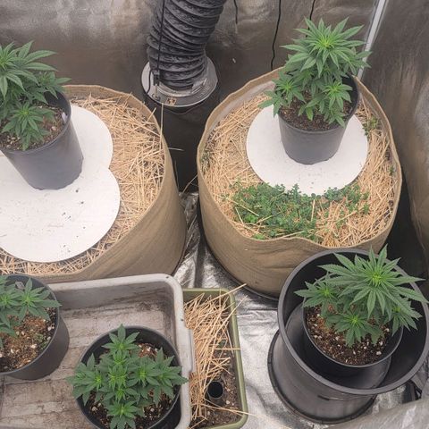 Fx3. Fsts x solfire cup growlog timeline photo