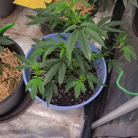 Gorilla fucks  growlog photo: Transplanted today will be taking clones soon for sts run for fem seeds 
