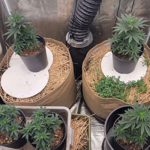 Fx3. Fsts x solfire cup growlog timeline photo