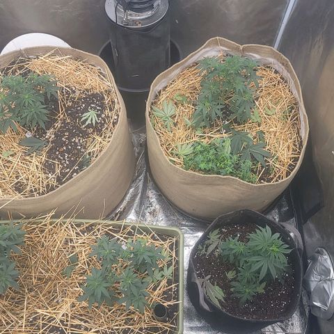 Fx3. Fsts x solfire cup growlog photo: Final transplant 