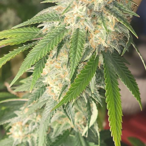 Gorilla fucks  growlog timeline photo