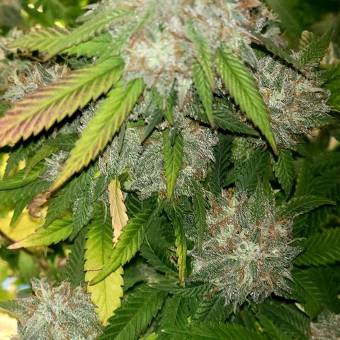 Gorilla fucks  growlog timeline photo