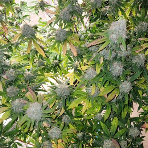 Gorilla fucks  growlog timeline photo