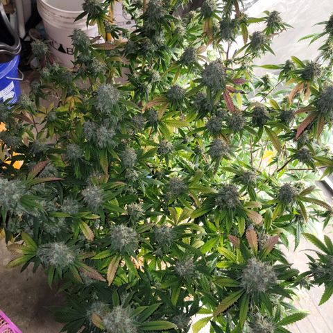 Gorilla fucks  growlog timeline photo