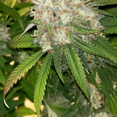 Gorilla fucks  growlog timeline photo