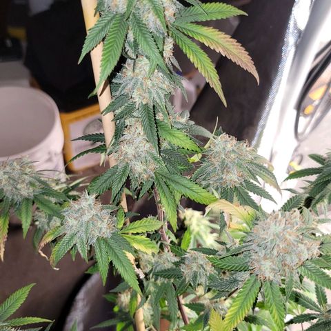 Gorilla fucks  growlog timeline photo