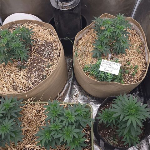 Fx3. Fsts x solfire cup growlog timeline photo
