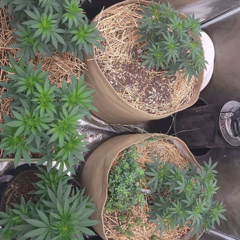 Fx3. Fsts x solfire cup growlog timeline photo