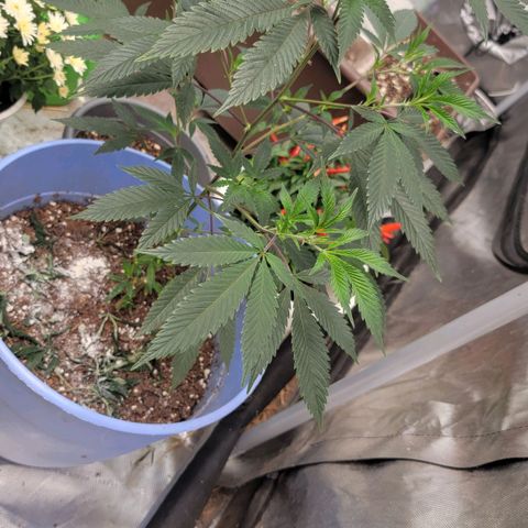 Gorilla fucks  growlog timeline photo