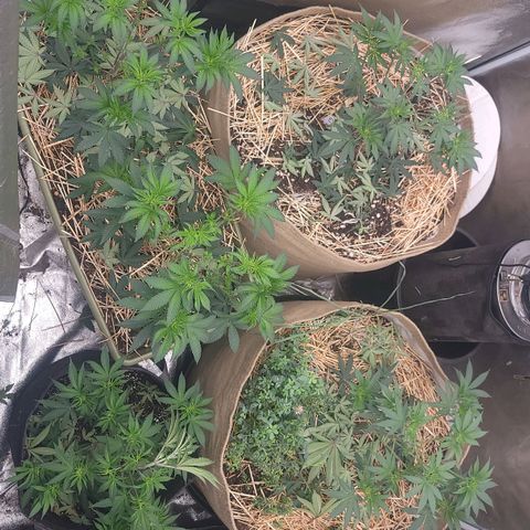 Fx3. Fsts x solfire cup growlog timeline photo