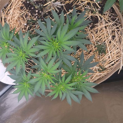 Fx3. Fsts x solfire cup growlog timeline photo
