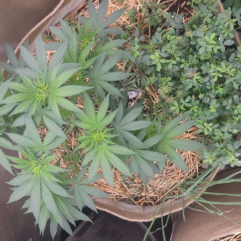 Fx3. Fsts x solfire cup growlog timeline photo