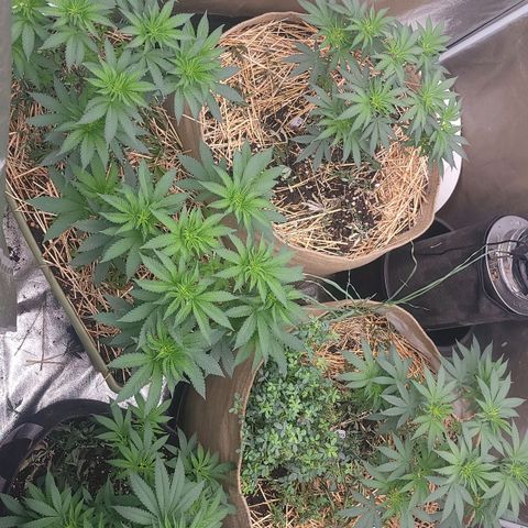 Fx3. Fsts x solfire cup growlog timeline photo