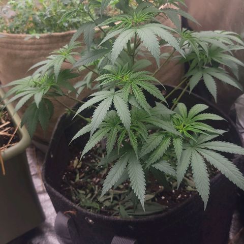Fx3. Fsts x solfire cup growlog timeline photo