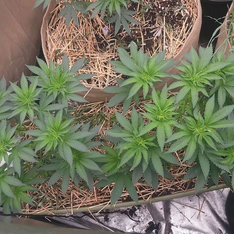 Fx3. Fsts x solfire cup growlog timeline photo