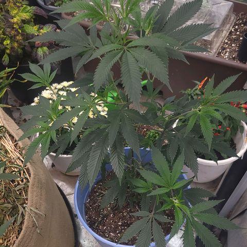Gorilla fucks  growlog timeline photo