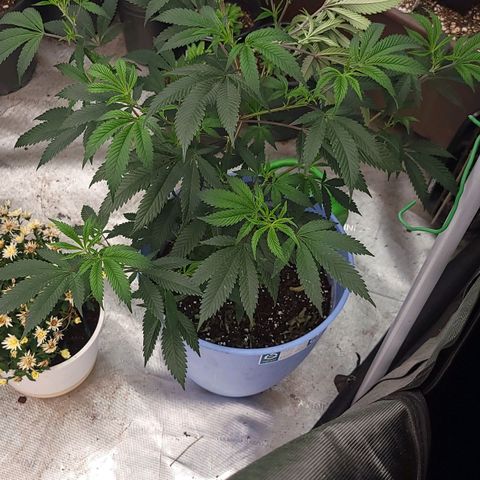 Gorilla fucks  growlog timeline photo