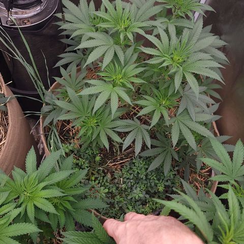 Fx3. Fsts x solfire cup growlog timeline photo