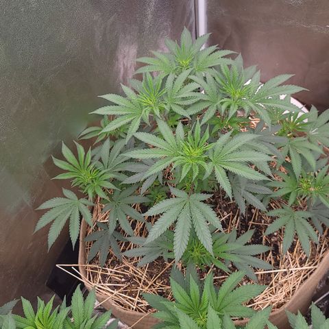 Fx3. Fsts x solfire cup growlog timeline photo