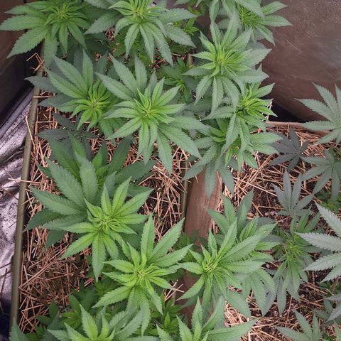Fx3. Fsts x solfire cup growlog timeline photo