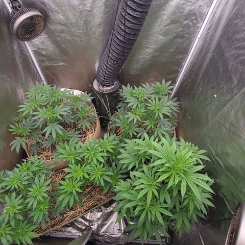 Fx3. Fsts x solfire cup growlog timeline photo