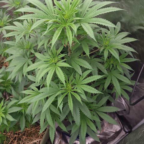 Fx3. Fsts x solfire cup growlog timeline photo