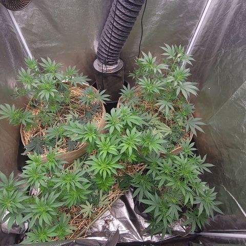 Fx3. Fsts x solfire cup growlog timeline photo