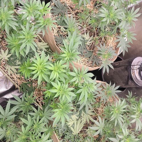 Fx3. Fsts x solfire cup growlog timeline photo