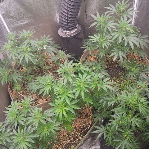 Fx3. Fsts x solfire cup growlog timeline photo