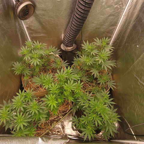 Fx3. Fsts x solfire cup growlog timeline photo