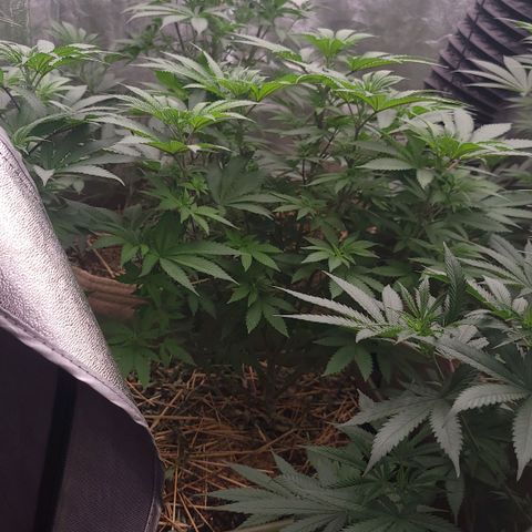 Fx3. Fsts x solfire cup growlog timeline photo