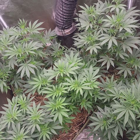 Fx3. Fsts x solfire cup growlog timeline photo