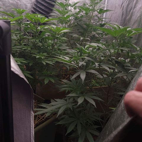 Fx3. Fsts x solfire cup growlog timeline photo