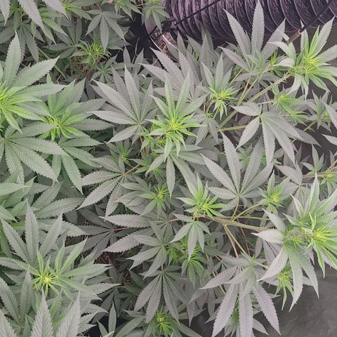 Fx3. Fsts x solfire cup growlog timeline photo