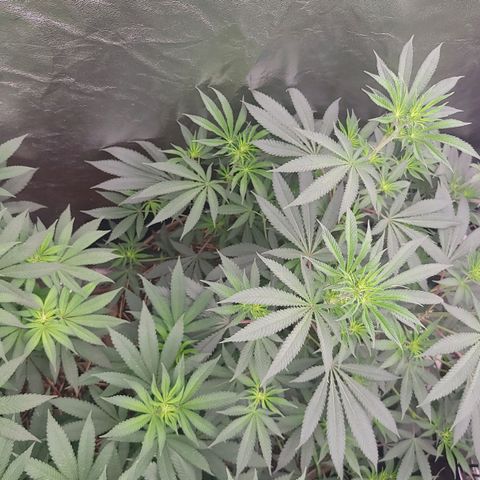 Fx3. Fsts x solfire cup growlog timeline photo