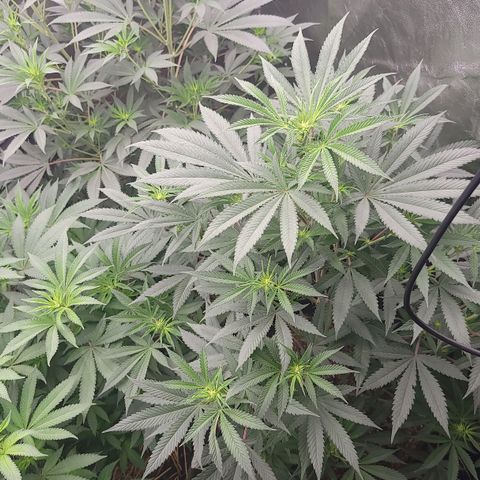 Fx3. Fsts x solfire cup growlog timeline photo