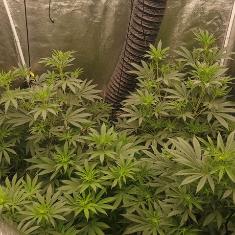 Fx3. Fsts x solfire cup growlog timeline photo