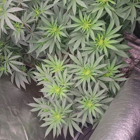 Fx3. Fsts x solfire cup growlog timeline photo