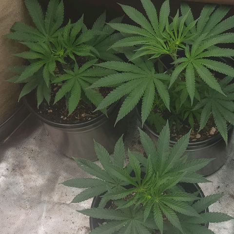 Fx3 growlog timeline photo