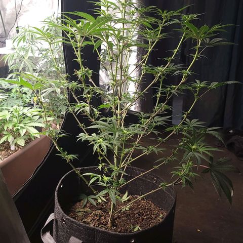 Fx3. Fsts x solfire cup growlog timeline photo