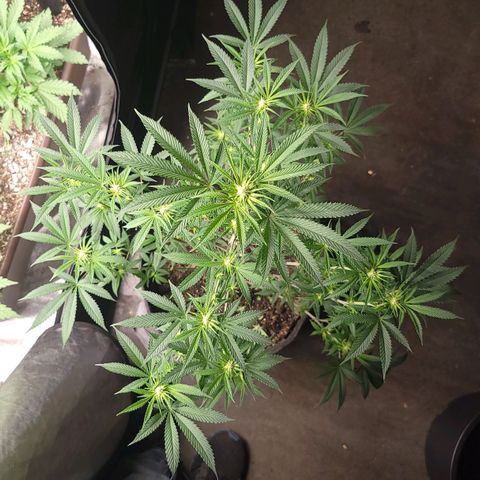 Fx3. Fsts x solfire cup growlog timeline photo