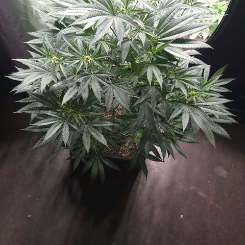 Fx3. Fsts x solfire cup growlog timeline photo