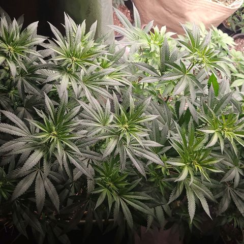 Fx3. Fsts x solfire cup growlog timeline photo