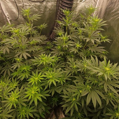 Fx3. Fsts x solfire cup growlog timeline photo