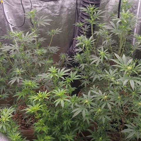 Fx3. Fsts x solfire cup growlog timeline photo
