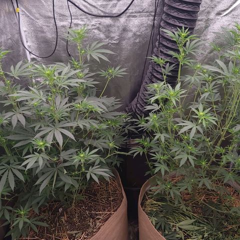 Fx3. Fsts x solfire cup growlog timeline photo